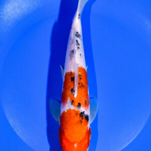 8.75" SANKE