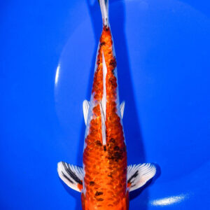 8.75" YAMATO NISHIKI