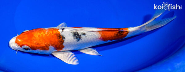 8.75" YAMATO NISHIKI