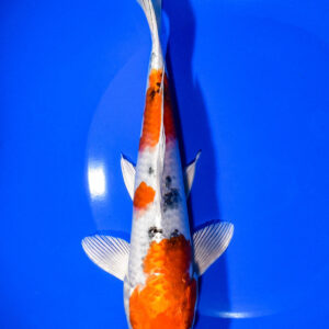 8.75" YAMATO NISHIKI