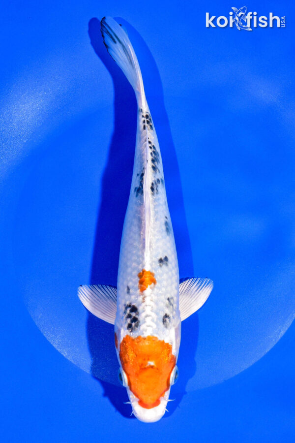 8.75" YAMATO NISHIKI