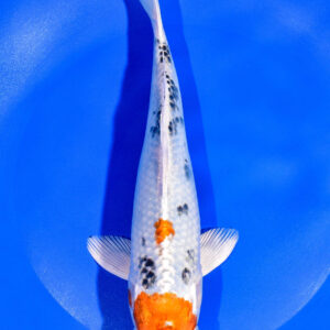 8.75" YAMATO NISHIKI