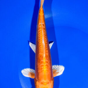 9" DOITSU ORENJI OGON
