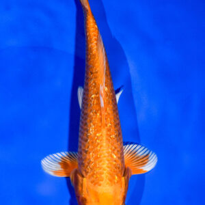 9" GINRIN ORENJI OGON