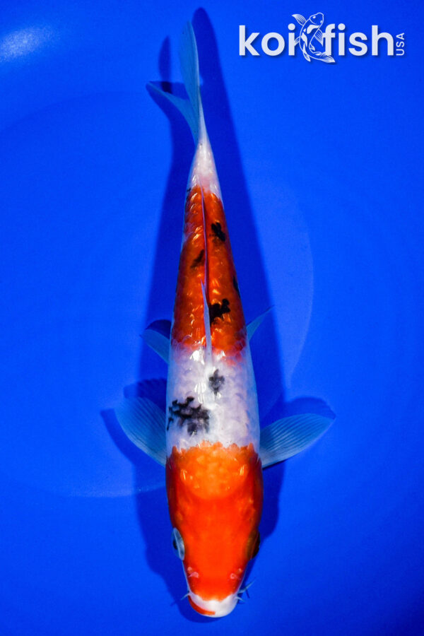 9" GINRIN SANKE