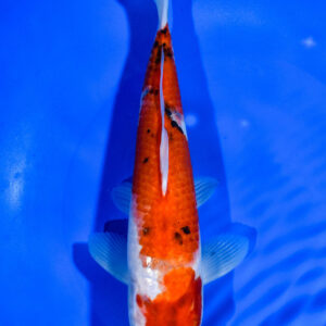 9" GINRIN SANKE
