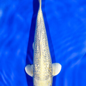 9" GINRIN YAMABUKI OGON