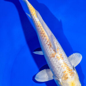 9" HARIWAKE