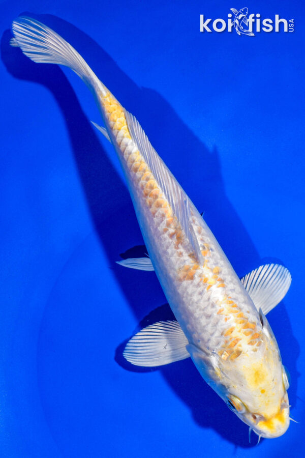 9" HARIWAKE