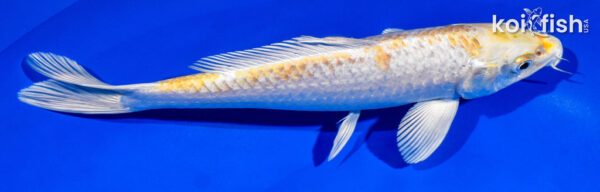 koi fish for sale near you