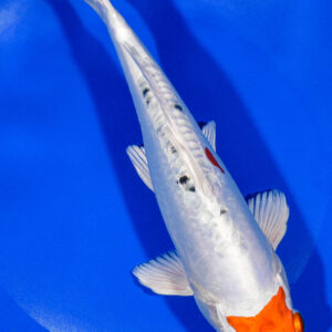 9" HEISEI NISHIKI