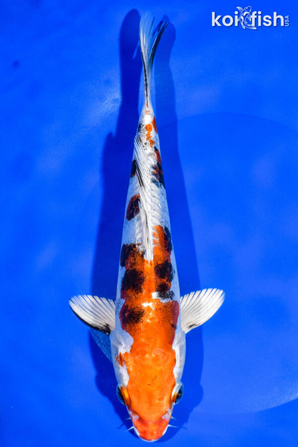 9" HEISEI NISHIKI