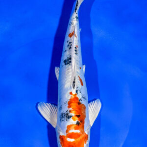 9" HEISEI NISHIKI