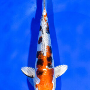 9" HEISEI NISHIKI