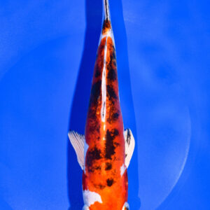 9" HEISEI NISHIKI