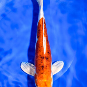 9" HEISEI NISHIKI