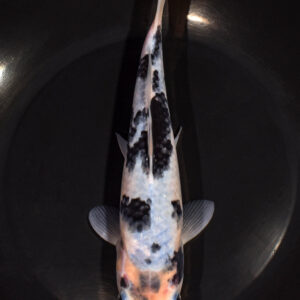 9" MATSUKAWABAKE
