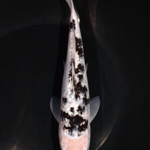 9" SHIRO BEKKO