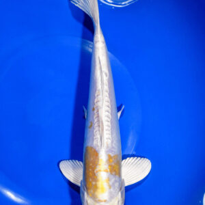 9.25" DOITSU HARIWAKE