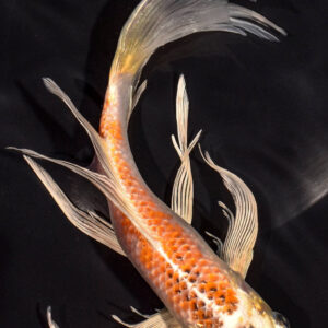 9.25" HARIWAKE BUTTERFLY