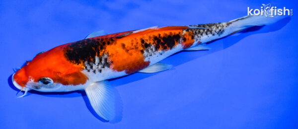 9.5" BENI MATSUKAWABAKE