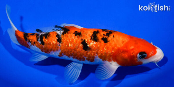 9.5" GINRIN AKA SANKE