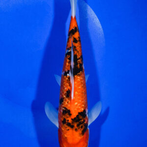 9.5" GINRIN AKA SANKE