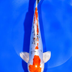 9.5" HEISEI NISHIKI