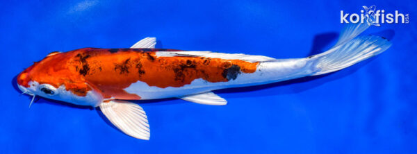 9.5" HEISEI NISHIKI