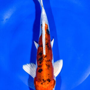 9.5" HEISEI NISHIKI