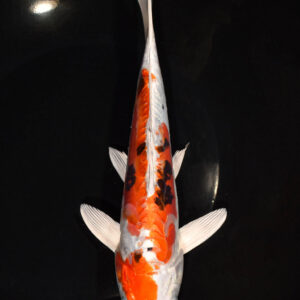 9.5" HEISEI NISHIKI
