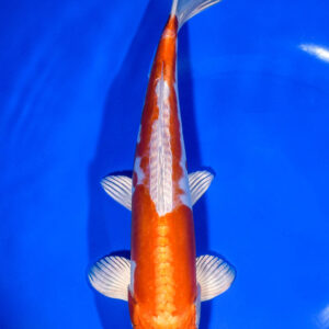 9.5" KIKUSUI