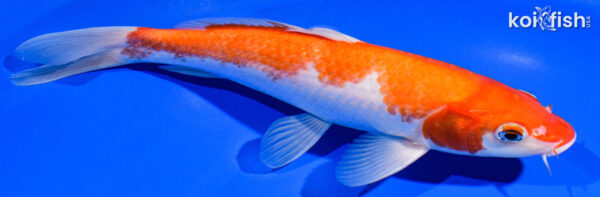 9.5" KOHAKU