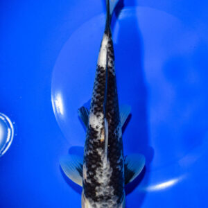 9.5" MATSUKAWABAKE