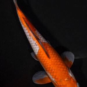 9.5" OCHIBA SHIGURE
