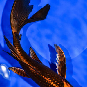9.5" ORENJI MATSUBA BUTTERFLY