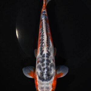 9.5" SHUSUI