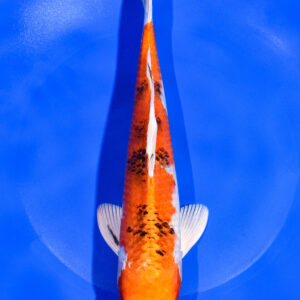 9.5" YAMATO NISHIKI