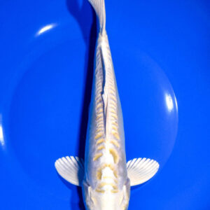 9.75" DOITSU HARIWAKE