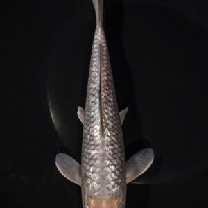 9.75" GINRIN SORAGOI