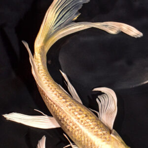 9.75" GINRIN YAMABUKI OGON BUTTERFLY