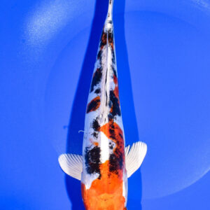 9.75" HEISEI NISHIKI