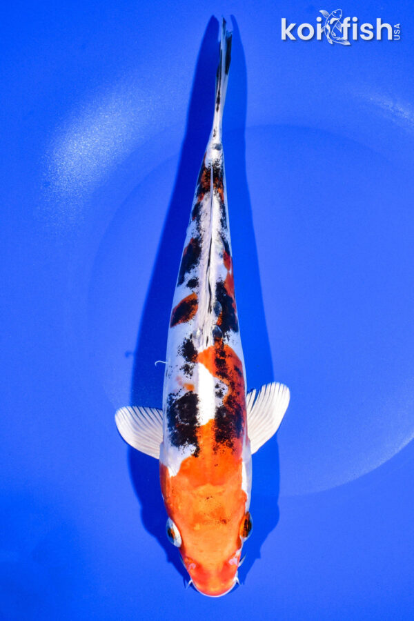 9.75" HEISEI NISHIKI
