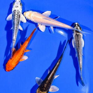 PACK OF (5) 3-4" STANDARD KOI