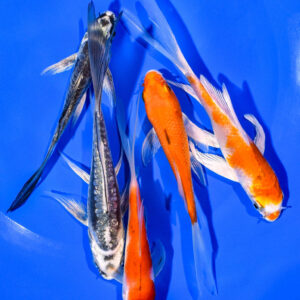 PACK OF (5) 4-5" BUTTERFLY KOI
