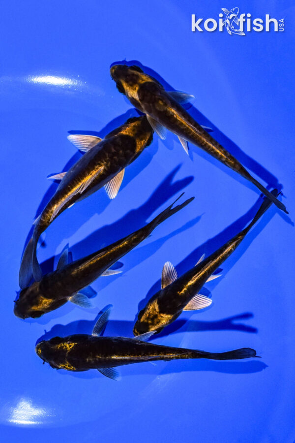 PACK OF (5) 4-5" STANDARD KOI