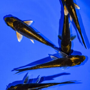 PACK OF (5) 4-5" STANDARD KOI